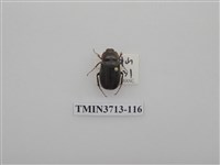 藏品(金龜子科)的圖片